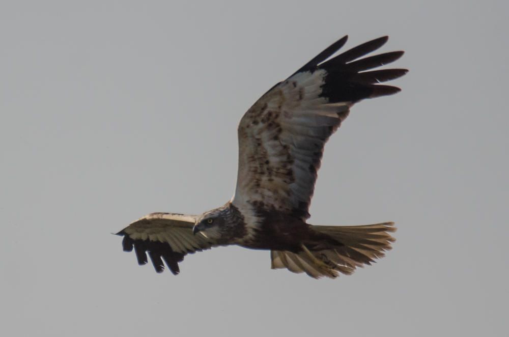 Aves en el marjal dels Moros.