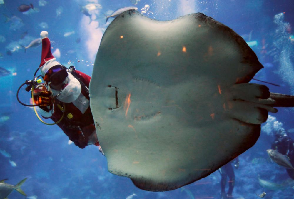 El acuarista Zhao Jian Wen, de 38 años, alimenta a una mantarraya disfrazado de Papá Noel durante las festividades navideñas en el Acuario S.E.A de Singapur. 19 de diciembre, 2018. REUTERS/Edgar Su