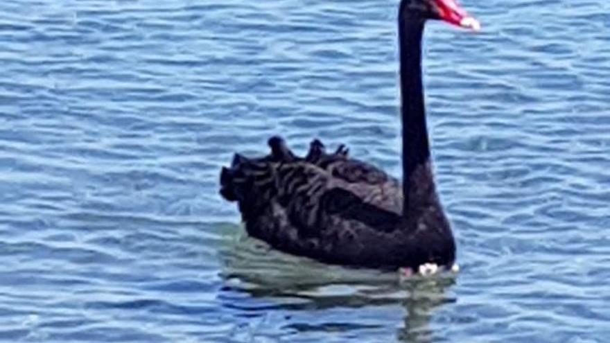 Un cisne negro en la playa de la Misericordia