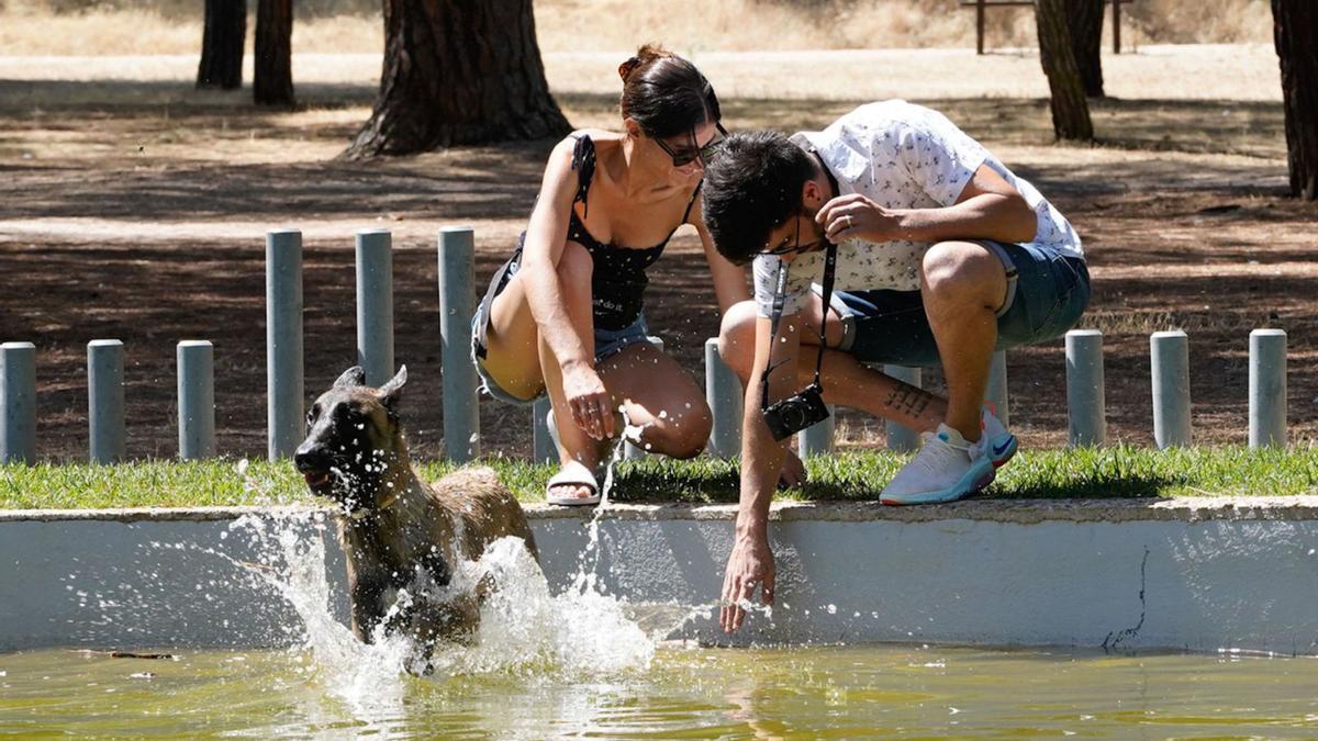 Un perro se refresca en el estanque de Félix Rodríguez de la Fuente, en Valorio, durante el pasado verano.