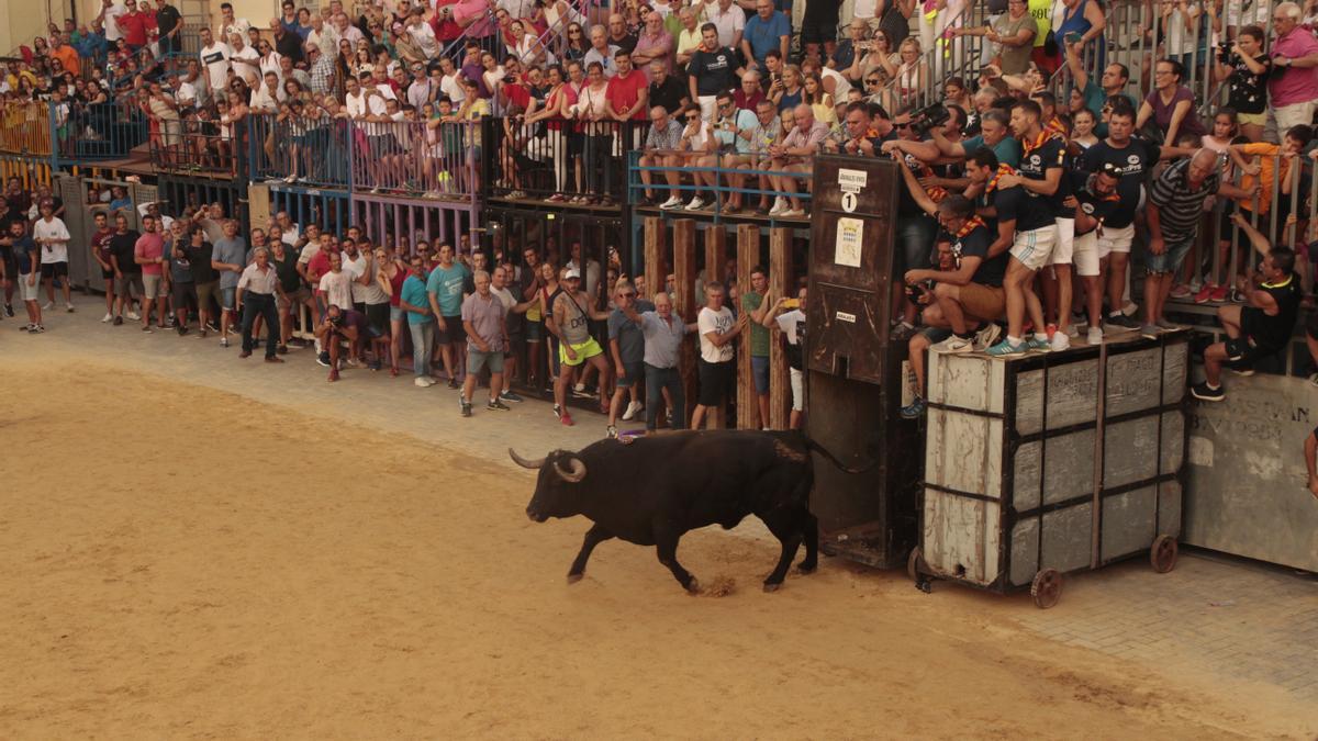 Aunque en octubre pasado ya hubo toros en Nules, queda la sensación de que la normalidad vuelve este año.