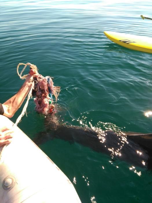 Delfin in der Bucht von Palma aus Fischernetz gerettet