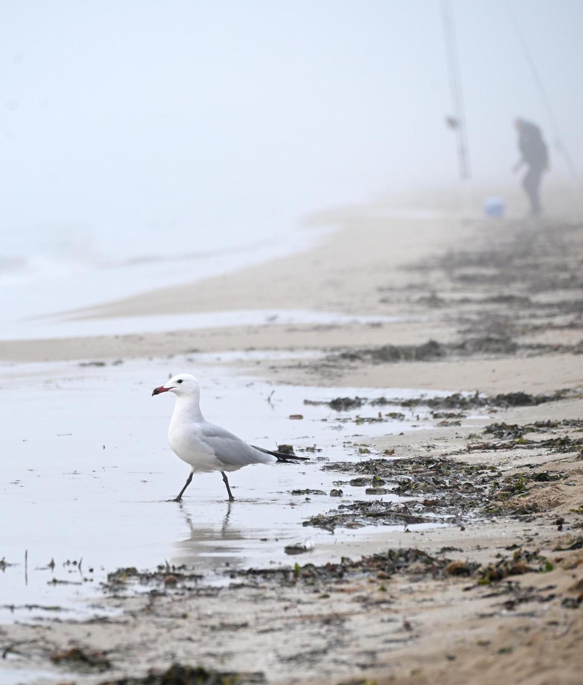 La niebla deja estampas invernales en la provincia de Alicante