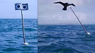Cómo dos sencillos inventos están reduciendo drásticamente la muerte de aves marinas por redes de pesca