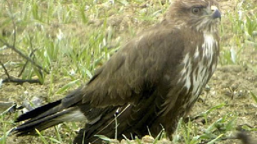 Aguilucho lagunero encontrado muerto por un tiro en la Reserva de Villafáfila.