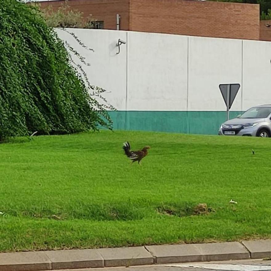 El gallo de la Avenida València