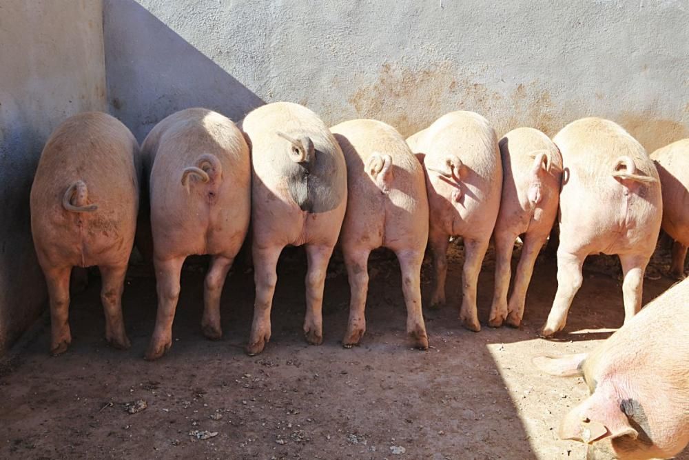 Auf Can Frau in Son Espanyol lässt Xisco Menguiano die Jungschweine unter Bäumen weiden und füttert gesunde Kost.