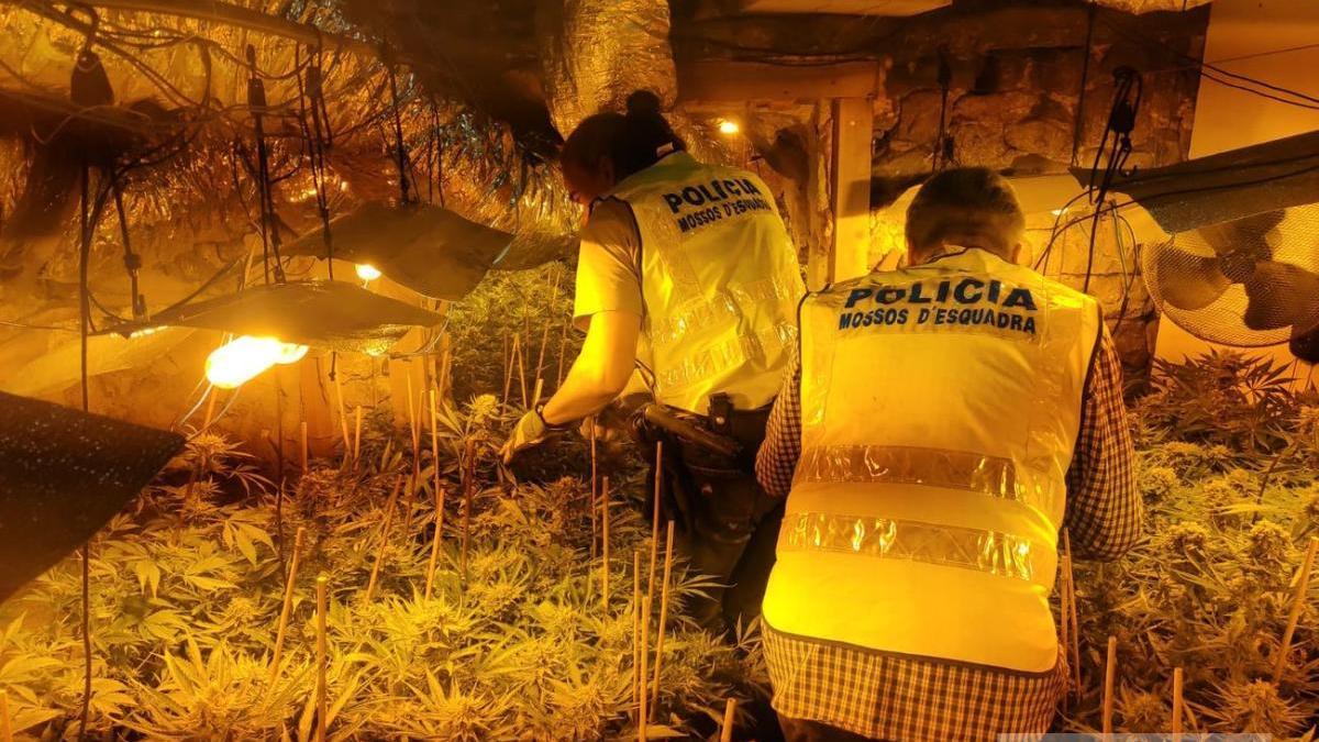 La lluita dels Mossos contra la indústria de la marihuana i els seus danys col·laterals