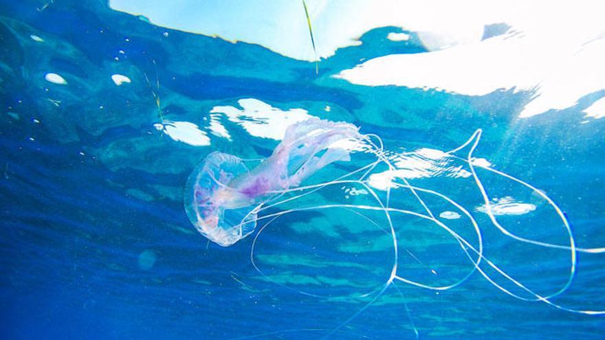 El esperma de medusa abunda en el agua de mar