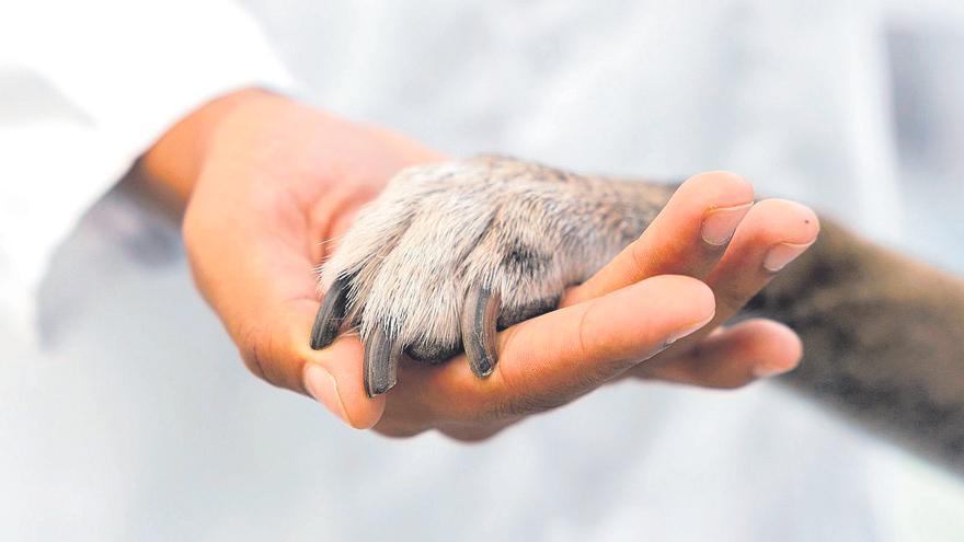 Estos alimentos son tóxicos para tu perro