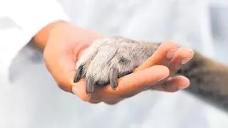 Estos alimentos son tóxicos para tu perro