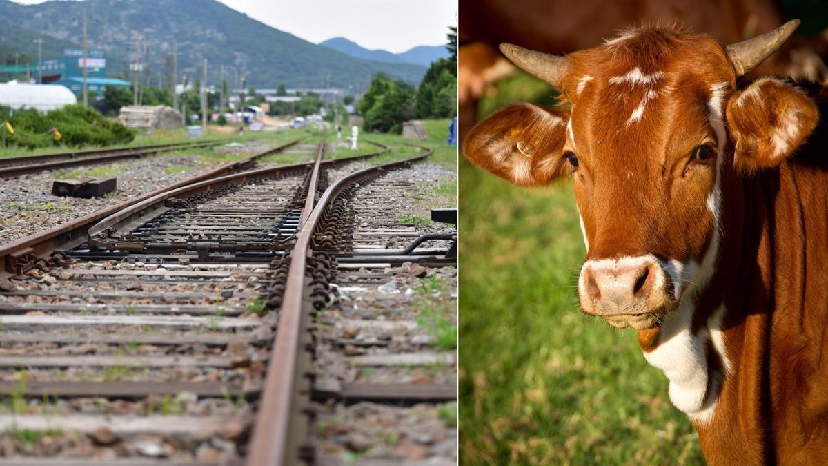 Unas vías de un tren junto al rostro de una vaca.