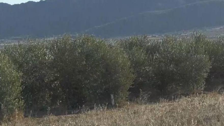 Varias fincas de olivos en el Altiplano cuyo fruto está siendo recogido estos días.