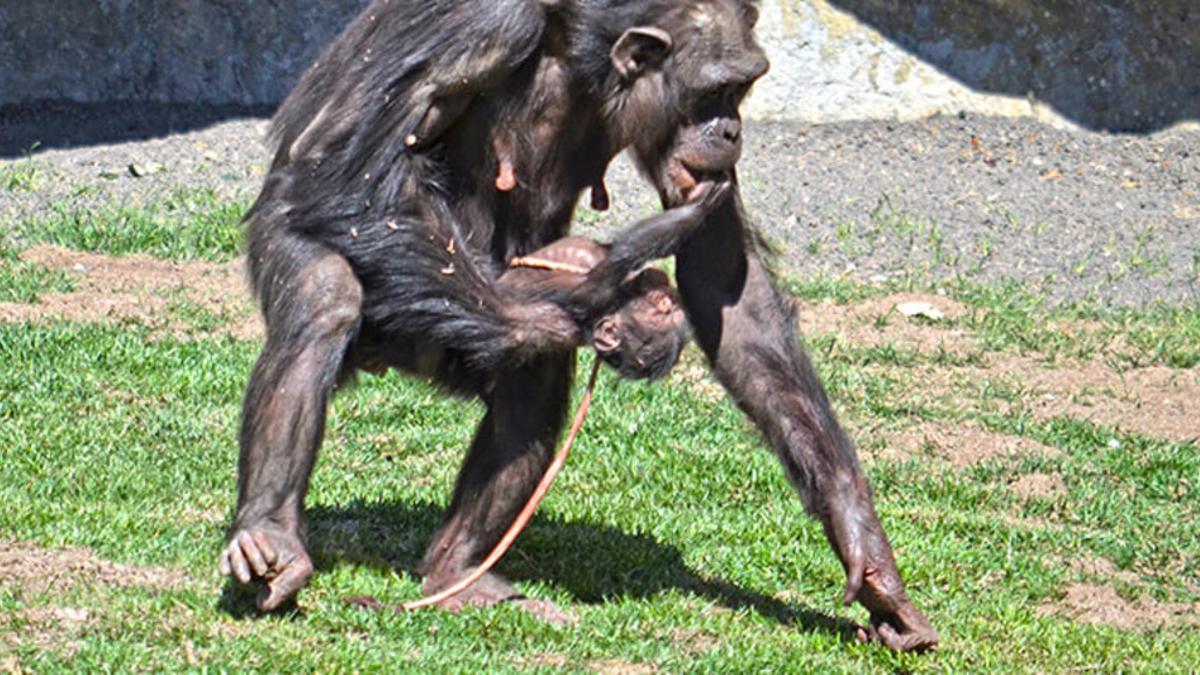Nace una cría de chimpancé a la vista del público en Bioparc de Valencia