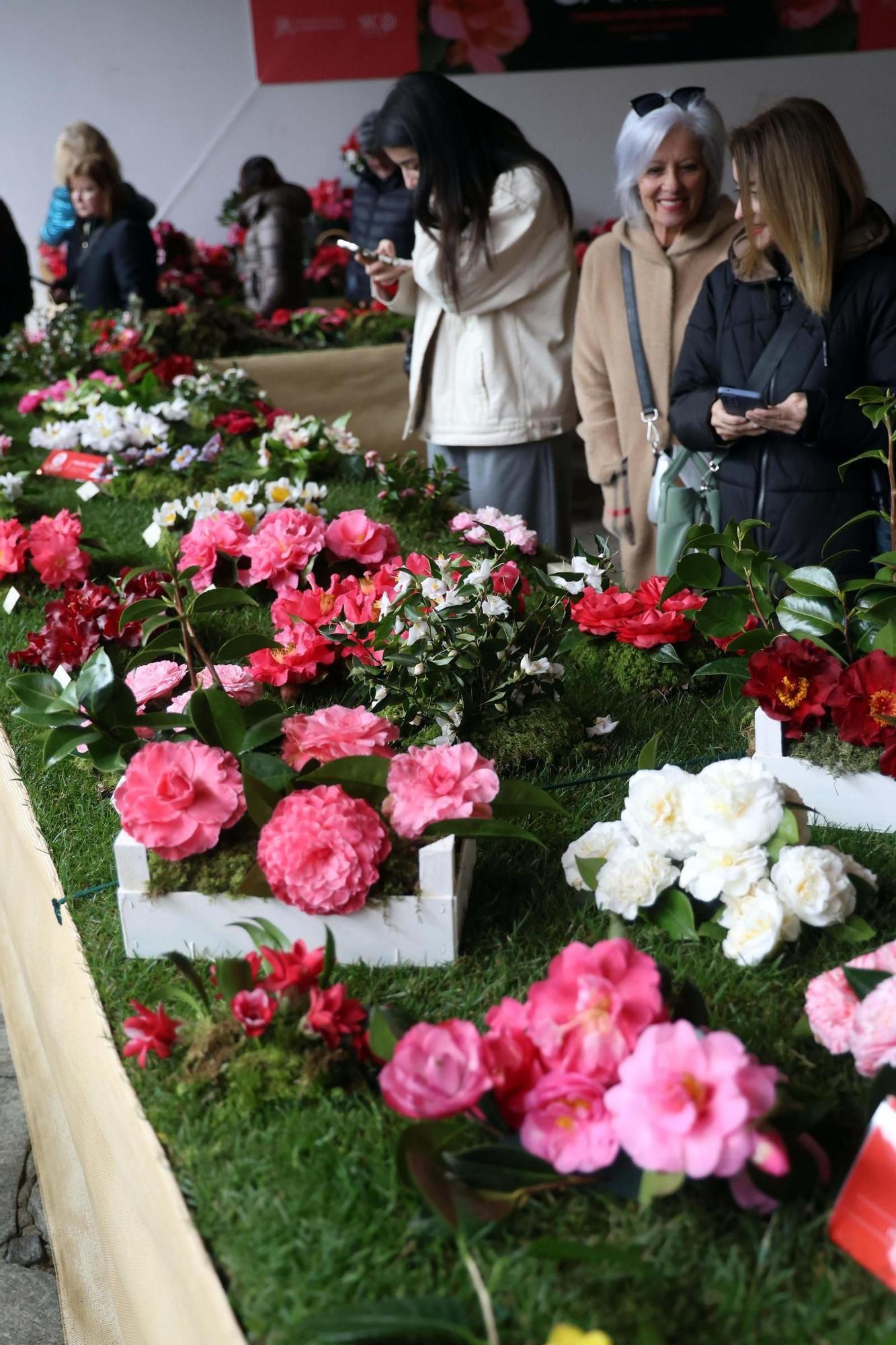 Así fue la 59 exposición internacional de la camelia, en Vilagarcía.