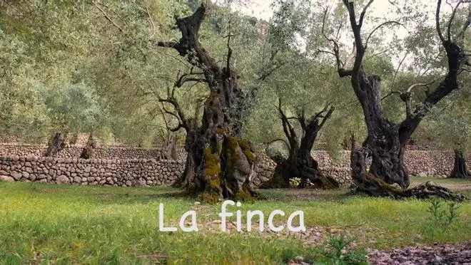 Der Olivenbaum des Jahres steht auf Mallorca