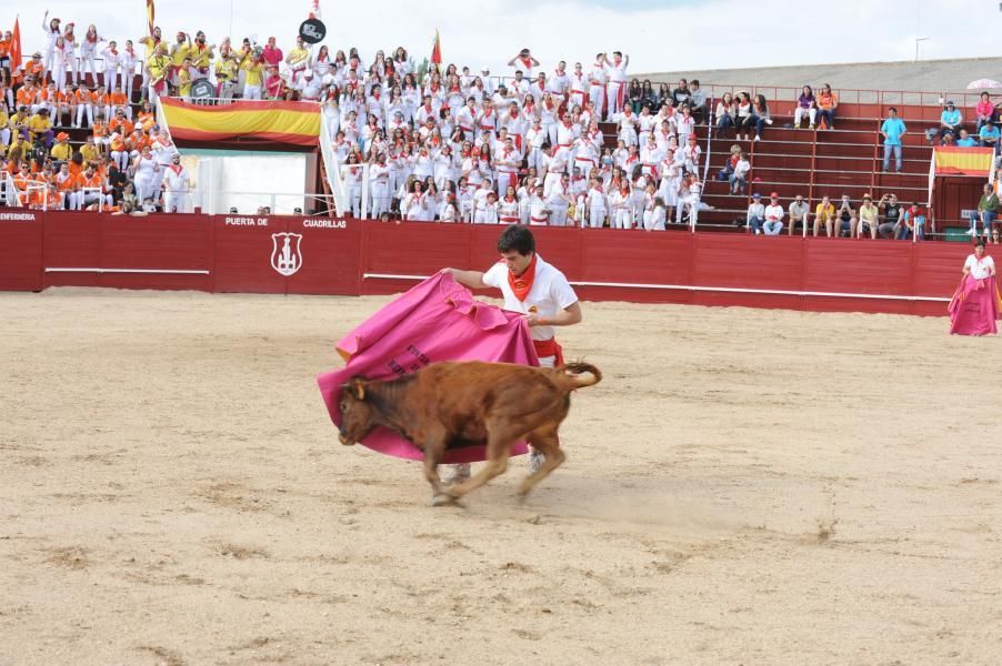 Becerrada, encierros y vaca de la sangría