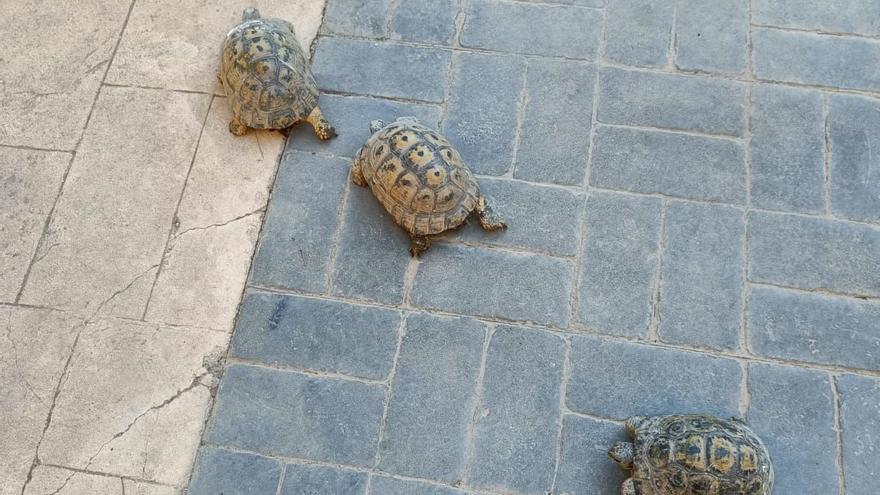 Abandonan tres tortugas moras en la calle en una pedanía de Murcia