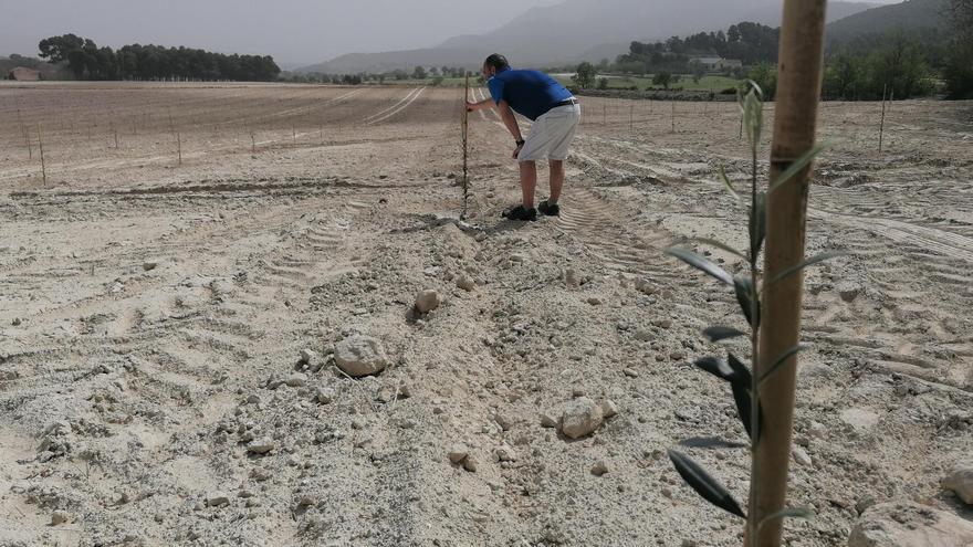 El olivar gana 570 hectáreas en Alicante con la reconversión de campos de cereales y cerezos