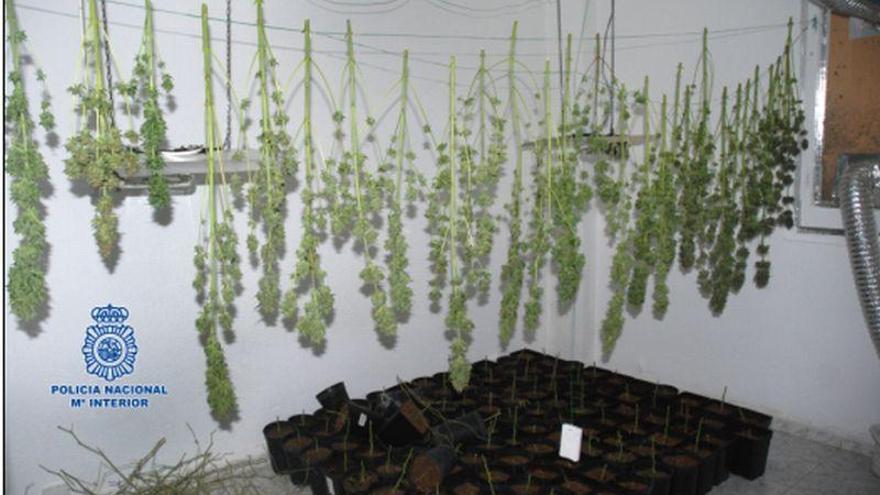 Desmantelado en el barrio de San José un punto de cultivo y venta de marihuana de 365 plantas