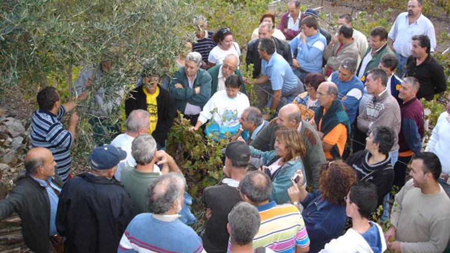 Agricultores, en un curso de recolección mecanizada de aceituna.