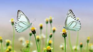 La biodiversidad tiene un efecto benéfico sobre la salud mental, de acuerdo a una nueva investigación.