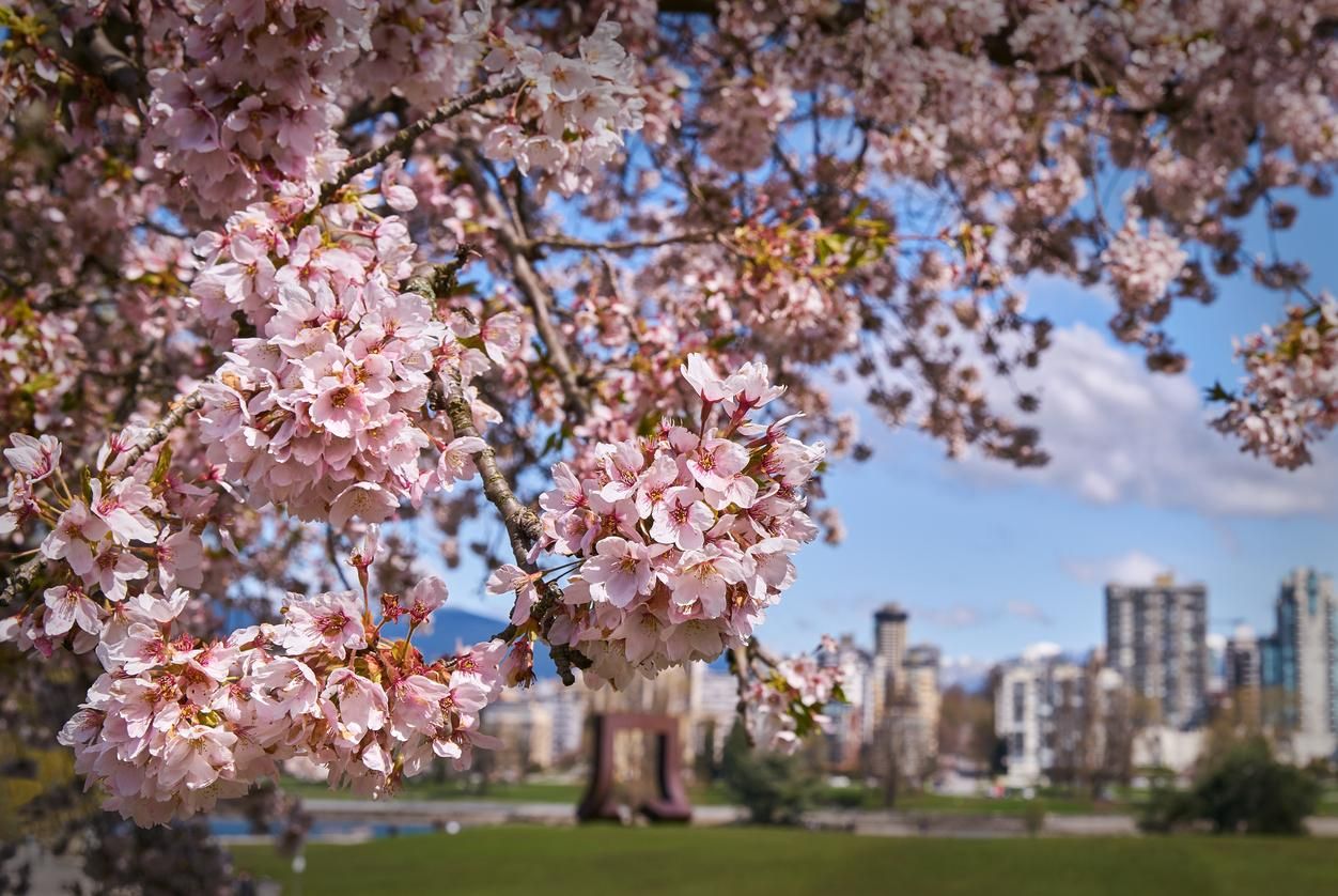 Vancouver también alberga cerezos en flor venidos directamente de Japón