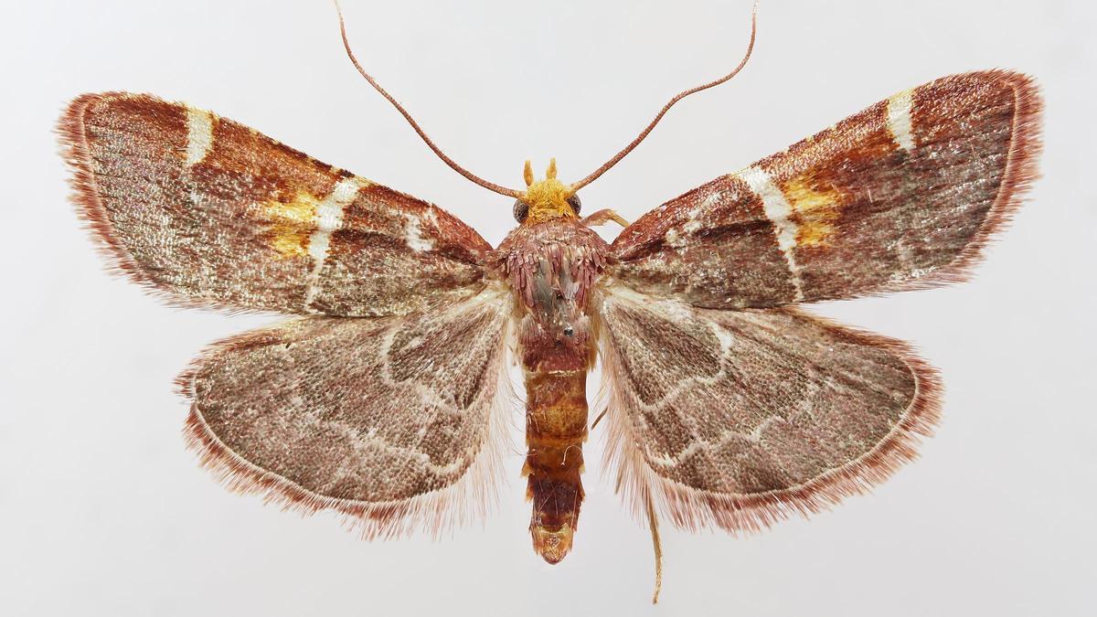 Pyralis papaleonei sp. nov., holotype.