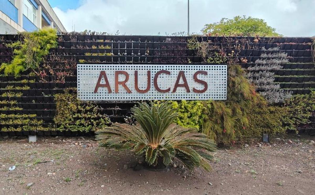 Vista de un espacio ajardinado con una palmera canaria, junto al Mercado Municipal de Arucas.