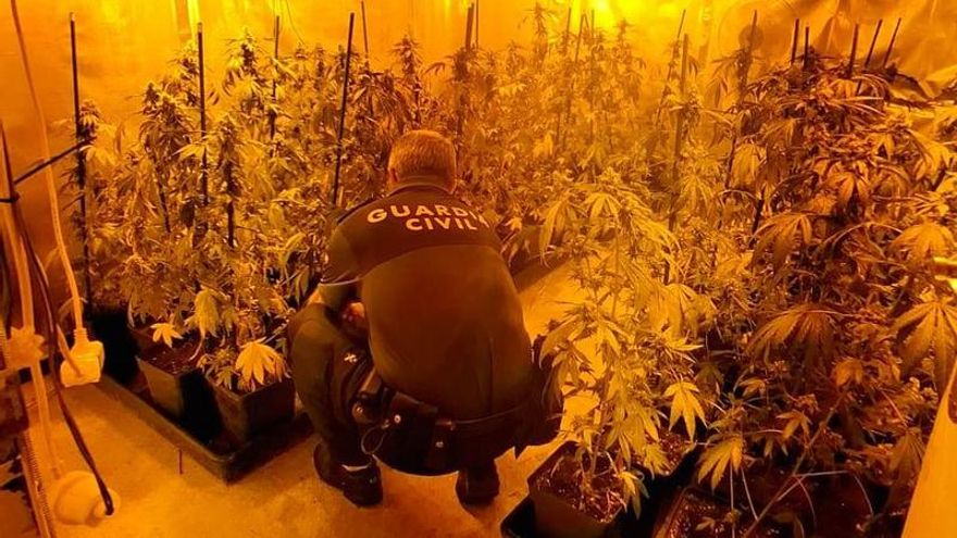 Investigado un vecino de 60 años de As Neves por una plantación de marihuana
