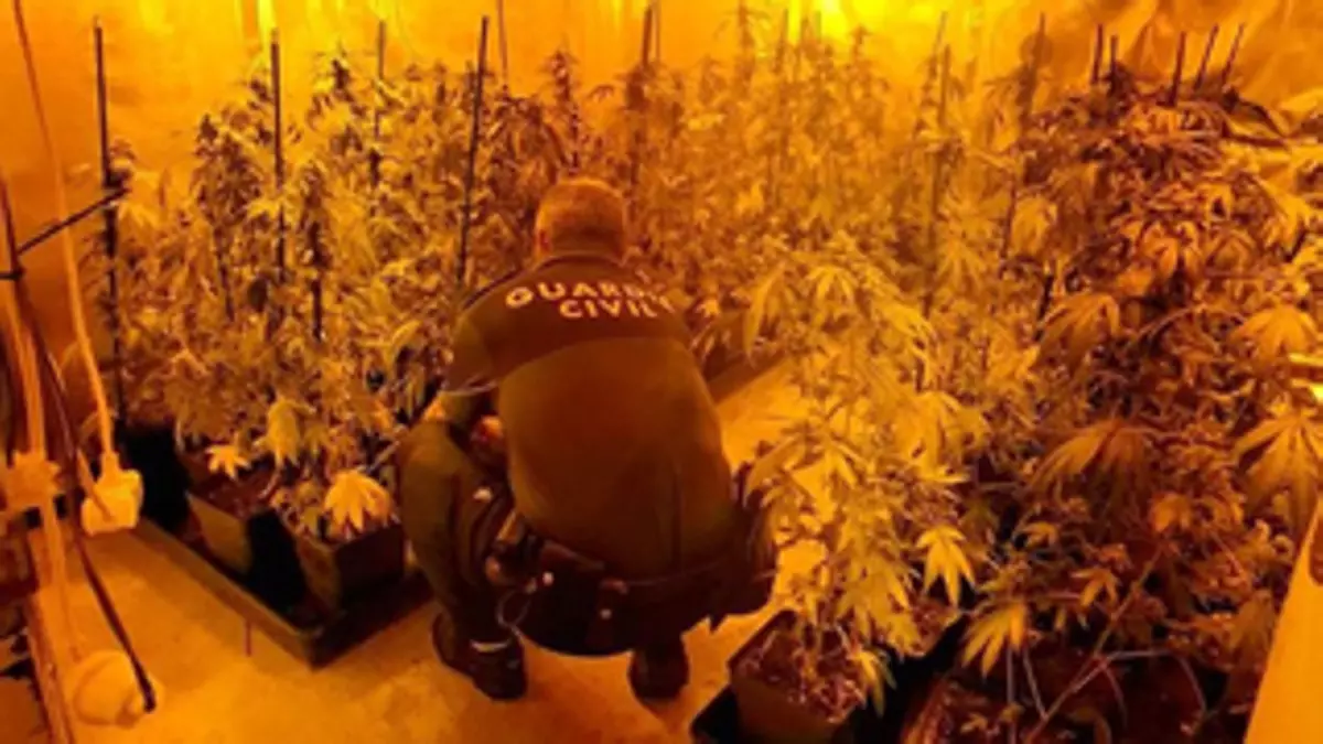 Investigado un vecino de 60 años de As Neves por una plantación de marihuana