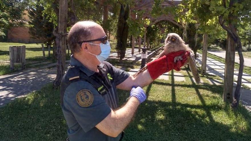 El Seprona rescata un ejemplar de búho chico en Villanueva