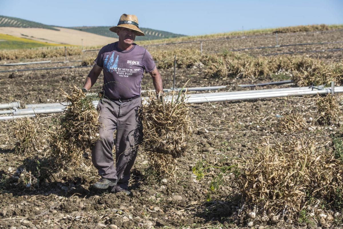 Fotogalería / De la tierra a la mesa; el ajo cordobés