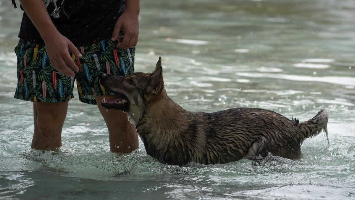 Un perro se refresca junto a su dueño.