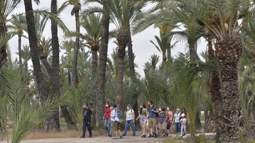 Elche refuerza otros cinco años la detección precoz de las plagas en la zona más sensible del Palmeral