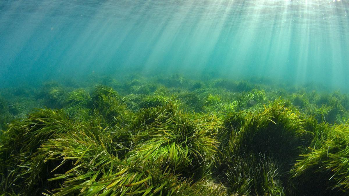 CALENTAMIENTO POSIDONIA | El calentamiento acumulado del Mediterráneo reduce hasta el 40% de las praderas de posidonia