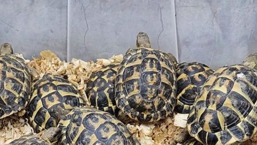 Alliberen tortugues mediterrànies al Parc Natural de Cap de Creus