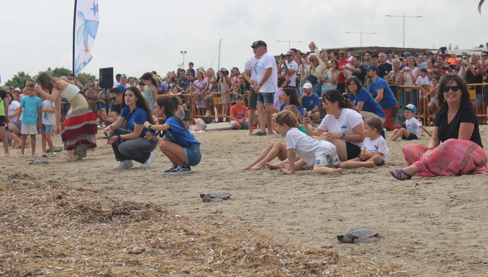Nacieron en Dénia y han descubierto el mar en Dénia: 12 tortugas nadan libres en el Mediterráneo
