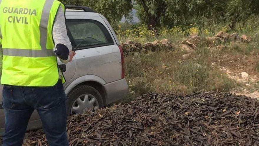 Cerco a 81.500 kilos de fruta robada en Castellón