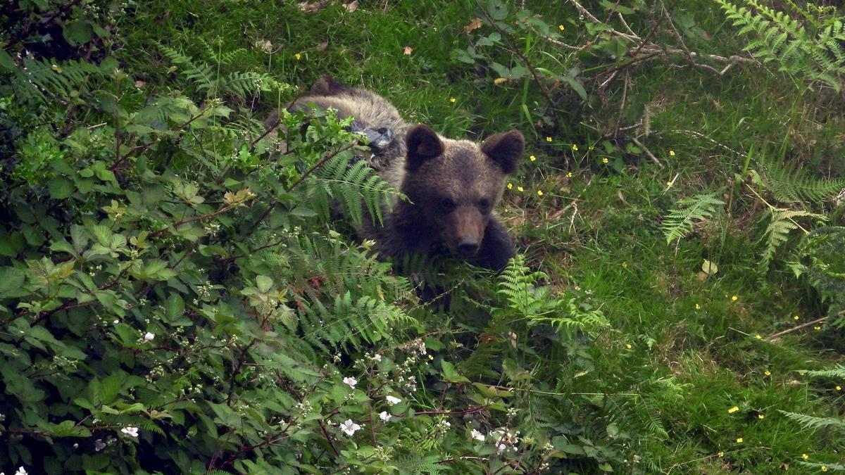 Imagen de archivo de un ejemplar de oso pardo en Asturias.