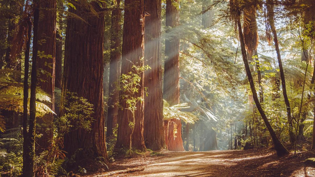 El espectacular bosque de secuoyas que se extiende en el norte de la península