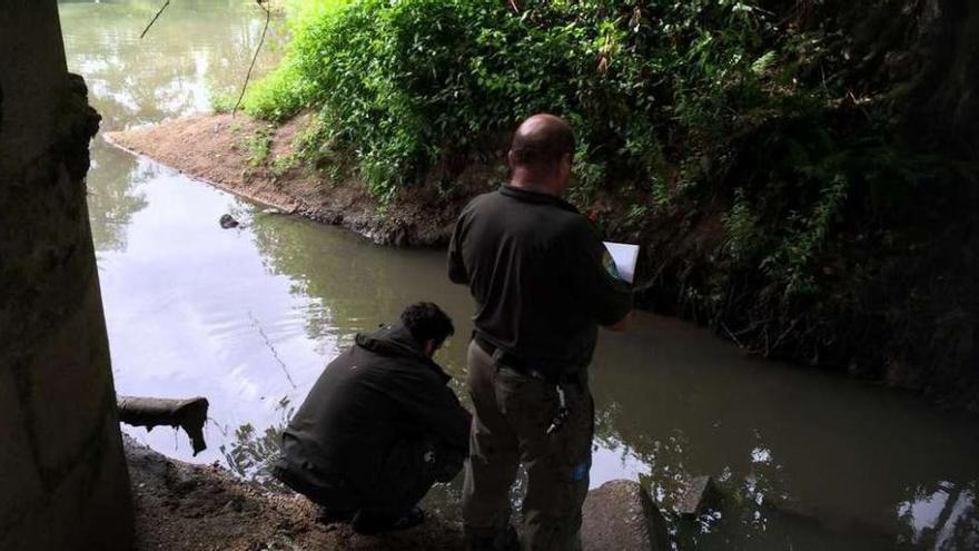 La repoblación del río Tea en el tramo del vertido de sosa se realizará en septiembre