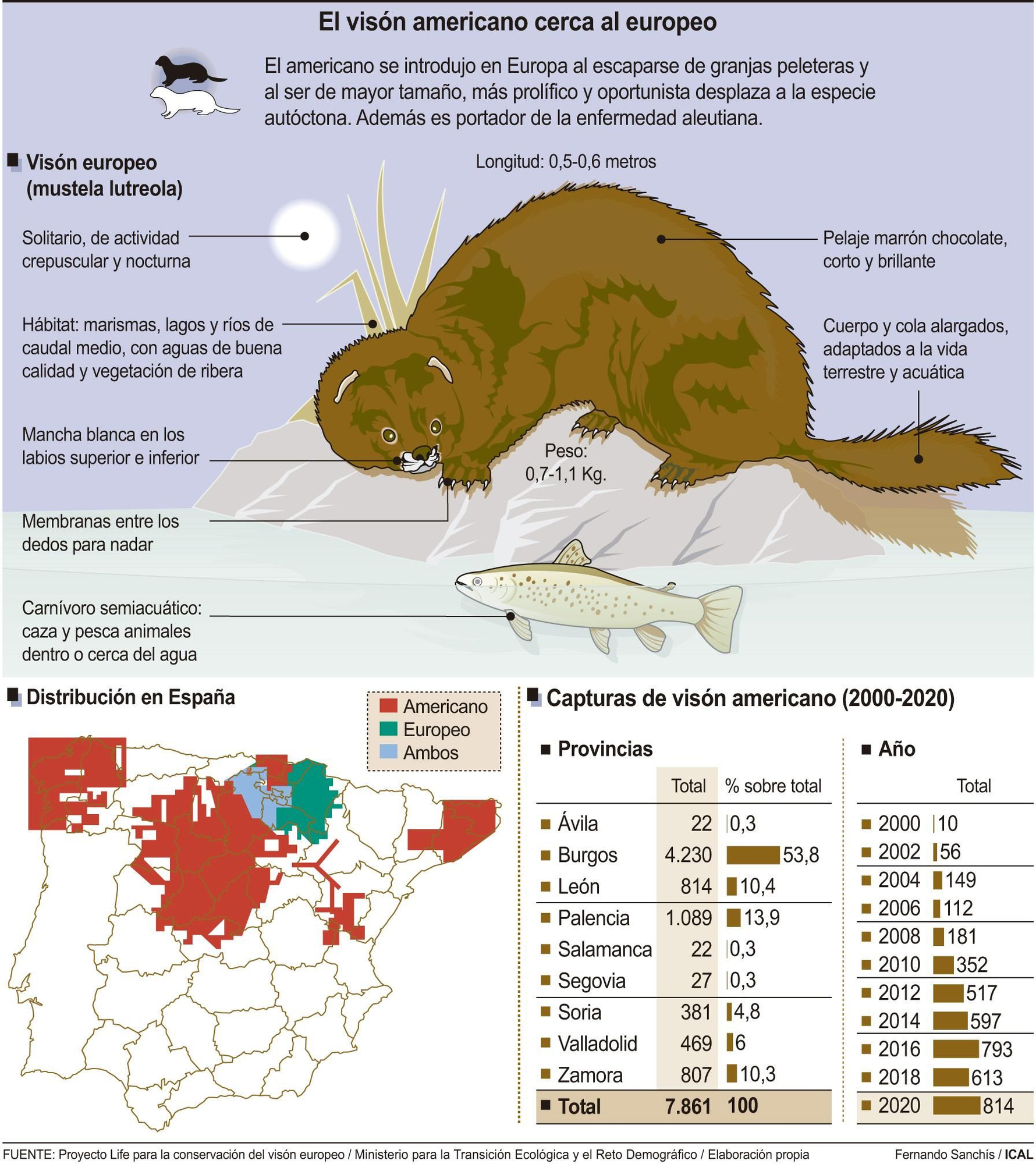 El visón americano cerca al europeo.