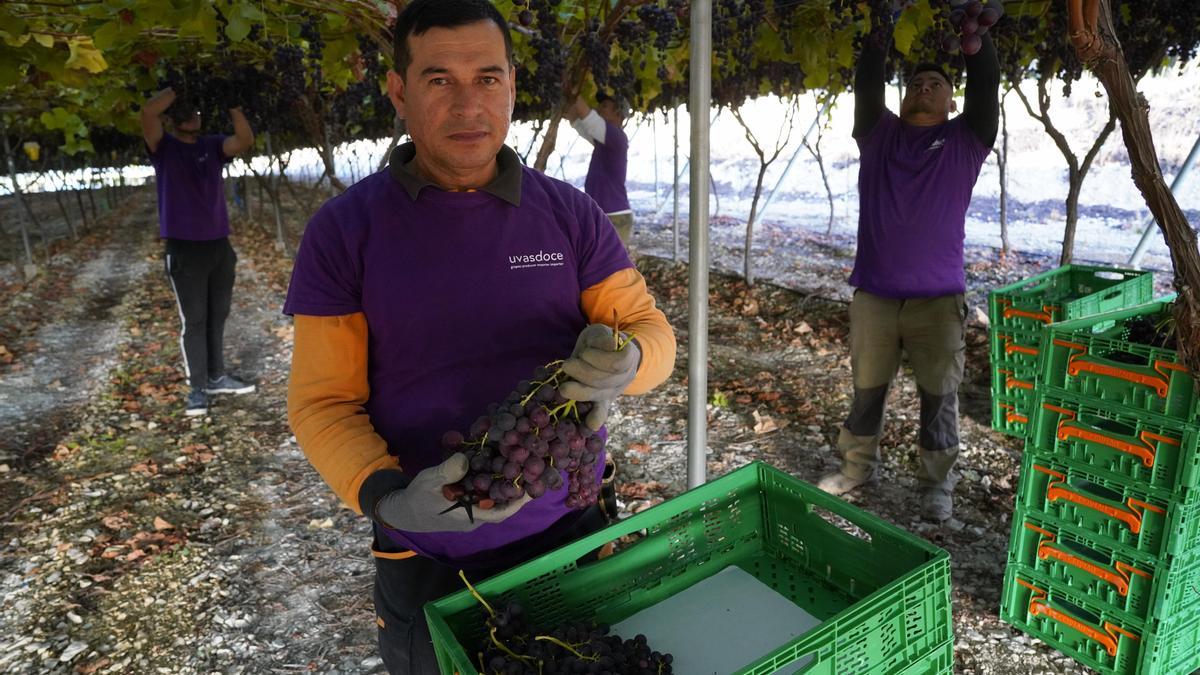 Proveedor Totaler extremeño de uvas, Uvas Doce, S.L