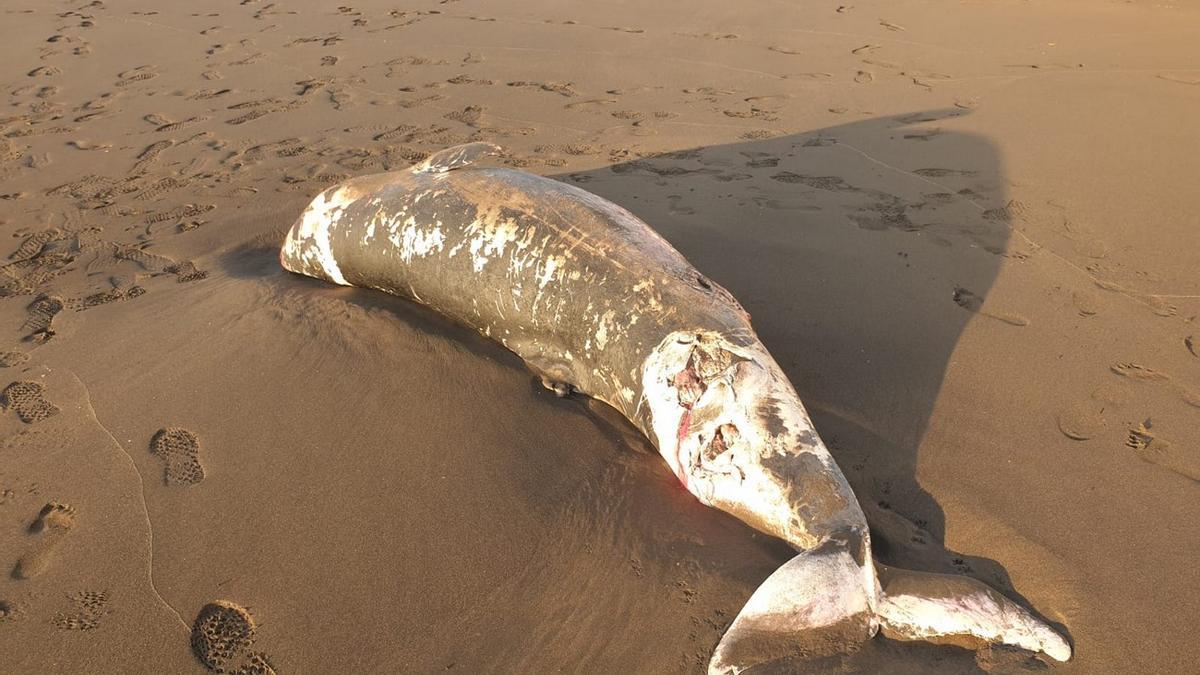 Aparece una cría de cachalote muerto en Playa del Hombre, en Telde
