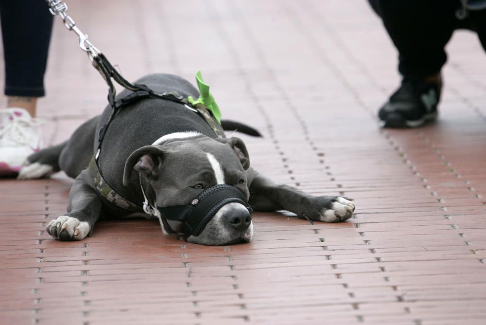 La marcha en apoyo de los perros potencialmente peligrosos transcurrió entre la plaza de la Constitución y la plaza de la Marina.