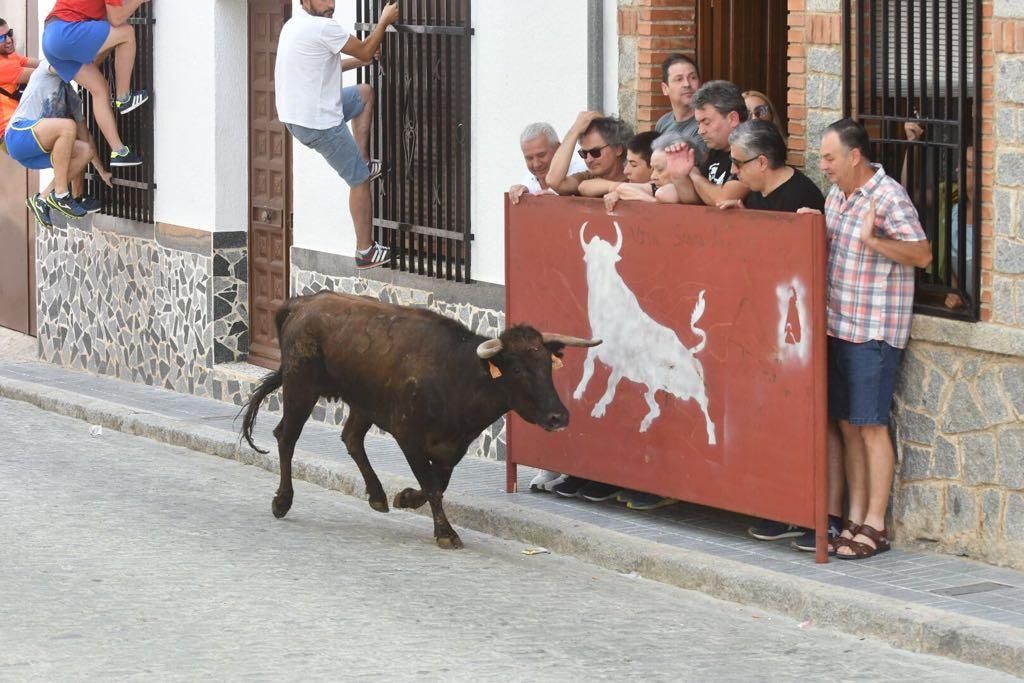 Fotogalería / Encierro de las vacas de El Viso