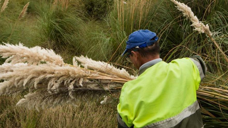 Trabajos de eliminación de plumeros de la Pampa en la Zalia.