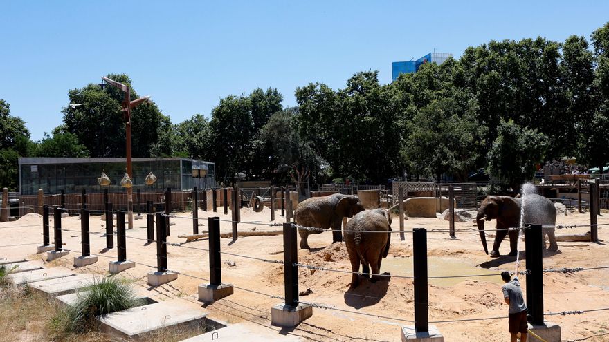 Els tres elefants del zoo de Barcelona estrenen nou fangar a les instal·lacions