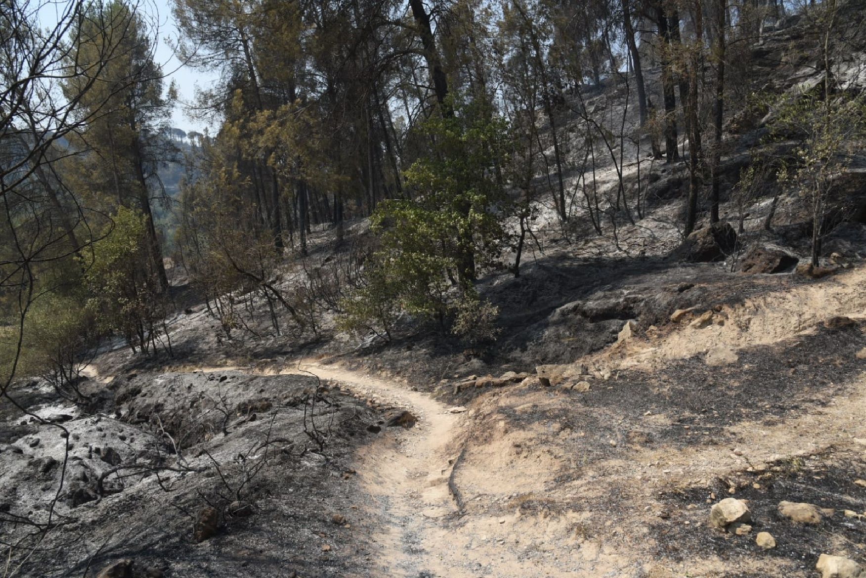 Afectació per l'incendi a la urbanització de les Brucardes